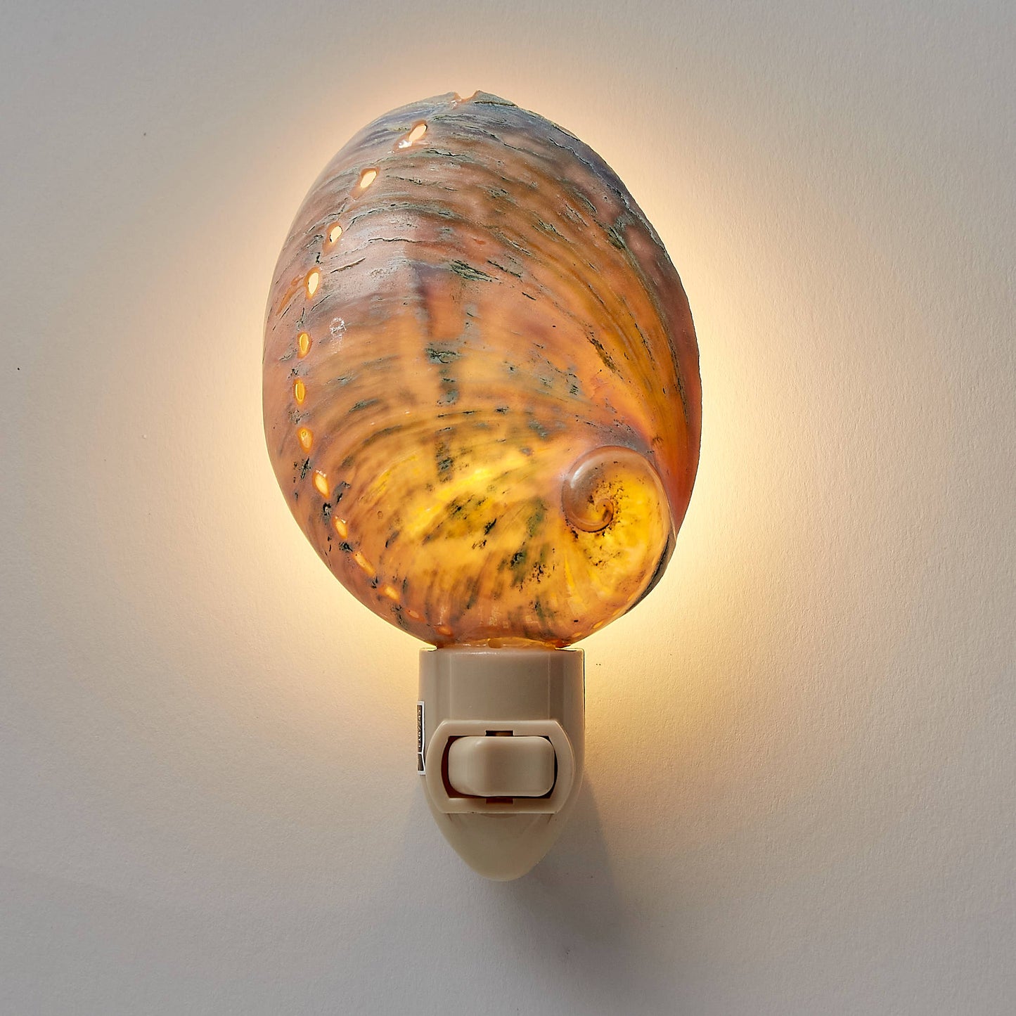 Polished Greenlip Abalone  Night Light